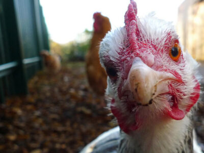 Mooo-ving on In: Raising Backyard Chickens and Other Urban Livestock Image